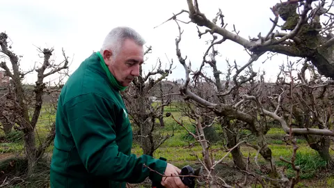 El president d'Asaja a Lleida, Pere Roqué, fent tasques d'esporga en un camp de pereres de l'Horta de Lleida. Autor: Roger Segura