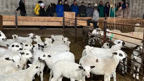 Una visita dels alumnes de l'Escola de Pastors a una granja d'ovelles d'Enviny, al Pallars Sobirà. Foto: ACN