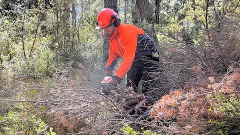 Un operari esbrancant un pi mort per un fong a un bosc de Salàs de Pallars. Foto: ACN