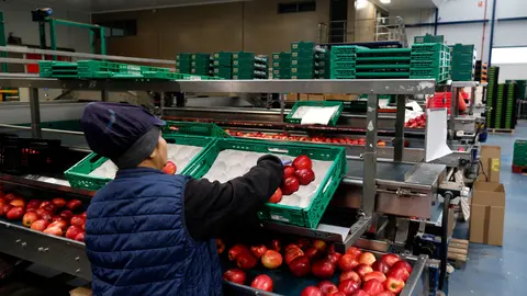 Una treballadora posa pomes en caixes al magatzem de l'empresa Fruites Font a Torres de Segre, al Segrià. Foto: ACN