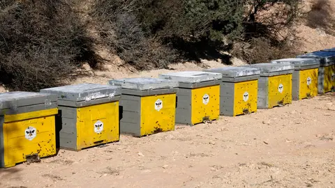 Les deu arnes d'abelles que s'han instal·lat a la finca experimental de Maials de la Diputació de Lleida en el marc del projecte Redicat. Foto: ACN