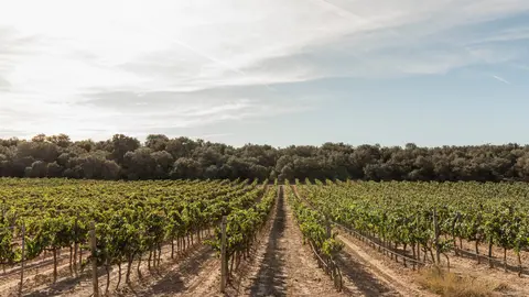Una vinya dels vins DOCS. Foto: Cedida per: Rafael Gimena