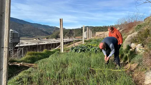Antoni Desongles, collint planter de ceba de Coll de Nargó a la seva finca, amb la cuinera Montse Ramoneda al seu costat. Foto: ACN