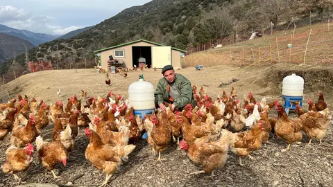 El jove granger alturgellenc Pere Roca, amb una part de les 800 gallines que té en una finca a les Valls de Valira (Alt Urgell). Foto: ACN