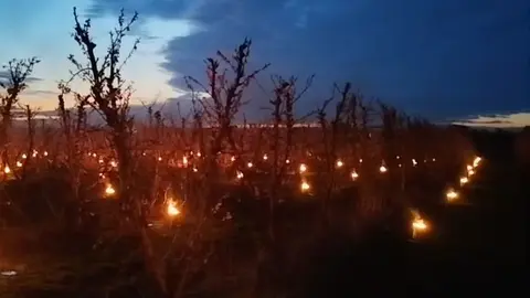 Cremadors en finques d'arbres fruiters d'Artesa de Lleida, al Segrià, aquest cap de setmana. Foto: Néstor Serra