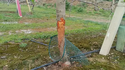 La base d'una pomera malmesa pels conills en una finca de Torregrossa, al Pla d'Urgell. Foto: ASAJA