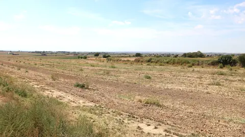 Terreny on està projectada la macrocentral de biogàs més gran de Catalunya a la Sentiu de Sió (Noguera). Foto: ACN