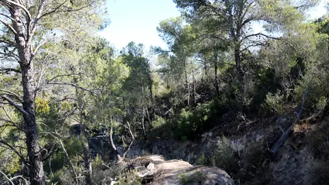 Una zona forestal situada al terme municipal d'Almatret. Foto: ACN