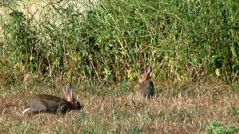 Conills al camp. Foto: ACN