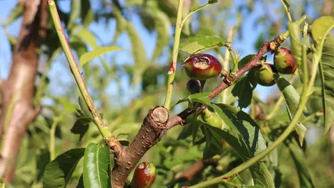 Fruita afectada per la calamarsa a Ponent. Foto: ACN