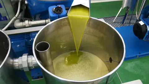 Primer raig d'oli obtingut de la collita primerenca d'oliva arbequina a la Cooperativa de Juncosa. Foto: ACN