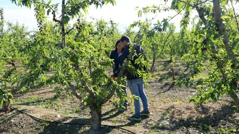 Una pèrita d'Agroseguro i el propietari d'un camp de nectarines miren els danys de la pedregada a Soses, al Segrià. Foto ACN