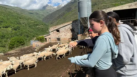 Alumnes observant un ramat d'ovelles a una explotació d'Escàs (Rialp)