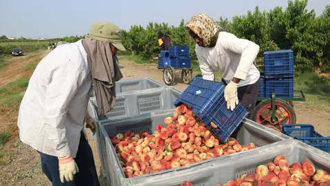 Dos temporers treballant a la campanya de la fruita de pinyol a una finca de Soses