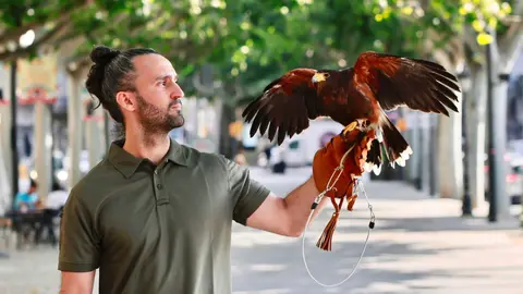 La Sif, una àliga Harris de nou anys, a punt de fer un vol de prova a la rambla de Ferran de Lleida