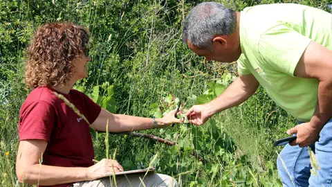 Un cep centenari a la zona de l'Alta Segarra. Foto: ACN