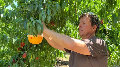 Sergi Balué col·loca una trampa per a mosques en un arbre fruiter