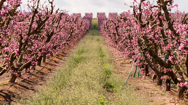Imatge de la floració. Foto Jordi Vinuesa