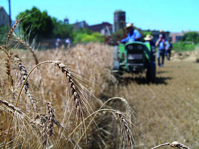 Festa del Segar a la Fuliola