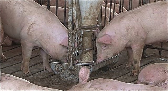 Granjes sector porci 1 texte