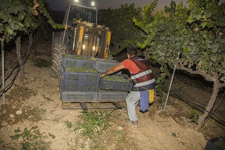 Inici verema del celler familiar Raimat 1