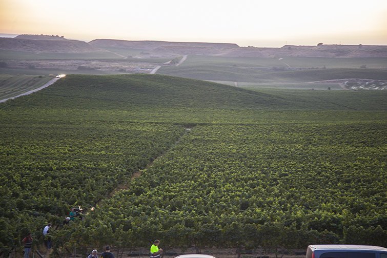 Inici verema del celler familiar Raimat finca producció ecológica