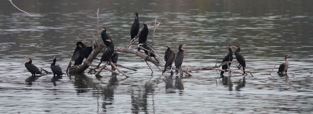 Grup de corbs marins grossos , fotografia  Joan Estrada.