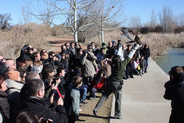 Moment en el que els agents forestals alliberen un aligot comú, a l'Estany. Moment en el que els agents forestals alliberen un aligot comú, a l'Estany.