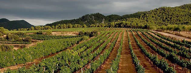 Imatge de les finques a la comarca de les Garrigues del Celler Tomàs Cusiné.
