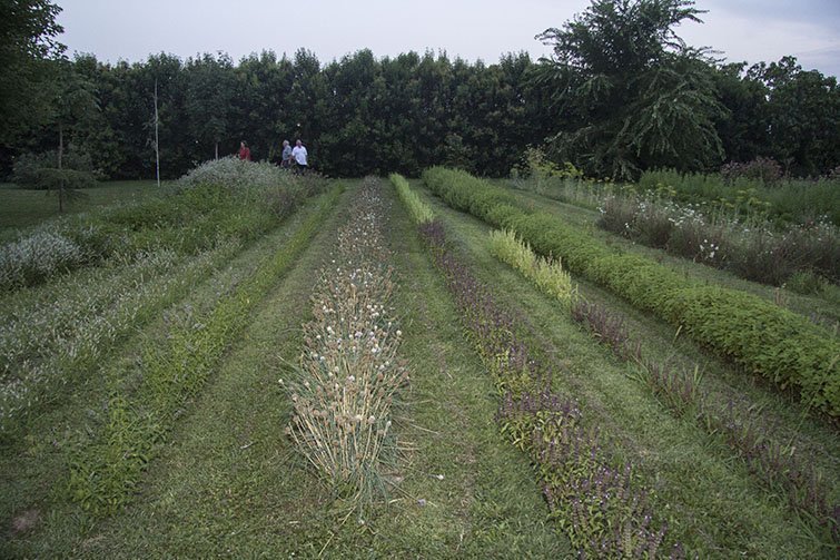 Les herbes de Cal Falillo