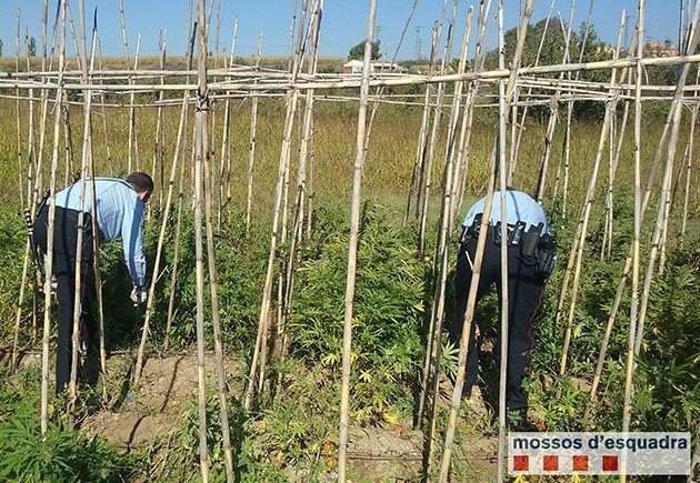 Marihuana Lleida EN EL TEXT