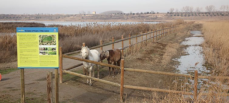 <p>Els cavalls de la Camarga que van arribar a l'Estany el 2009</p>