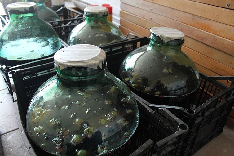 La preparació del licor de nous a Arbeca