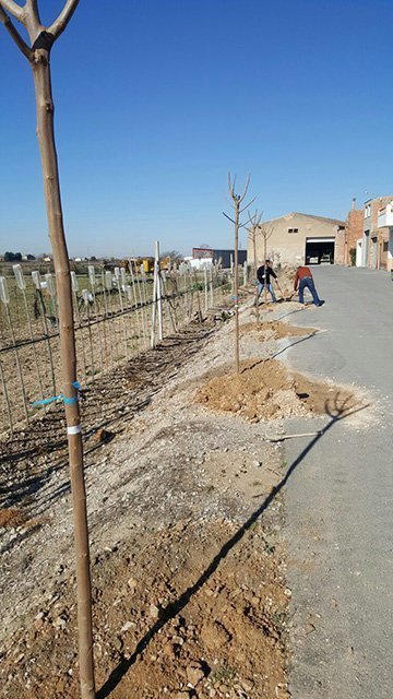 Els operaris planten les moreres a Vila-sana