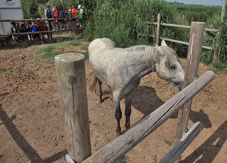 El cavall Boira Senill el dia de l'arribada a l'Estany d'Ivars i Vila-sana 2
