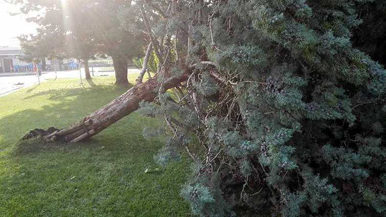 Arbres arrancats en els parcs de Linyola