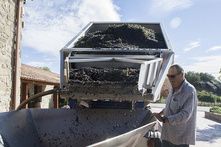 La verema del celler Costers de Sió