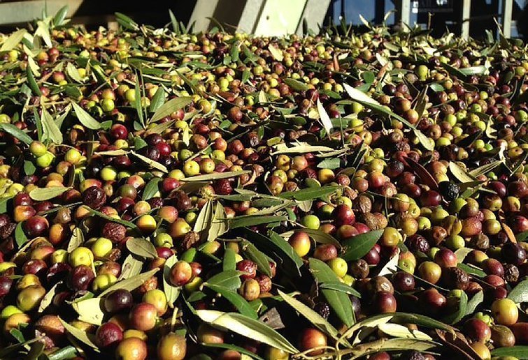 Recol·lecció olives Garrigues