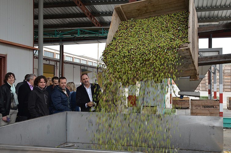 Primeres olives de la collita en la Cooperativa Sant Isidre