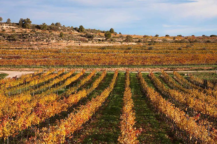 Les finques del celler Clos Pons