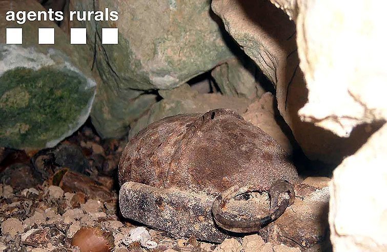 Imatge de detall d'una de les granades localitzades pels Agents Rurals a l'Espluga Calba, facilitada el 25 de setembre del 2016 (horitzontal)