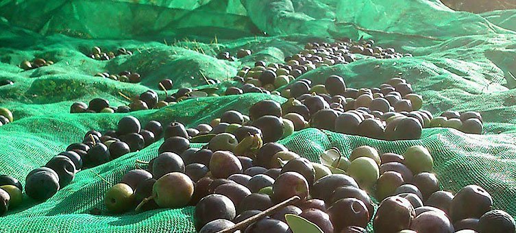 Collita de olives de l'actual campanya