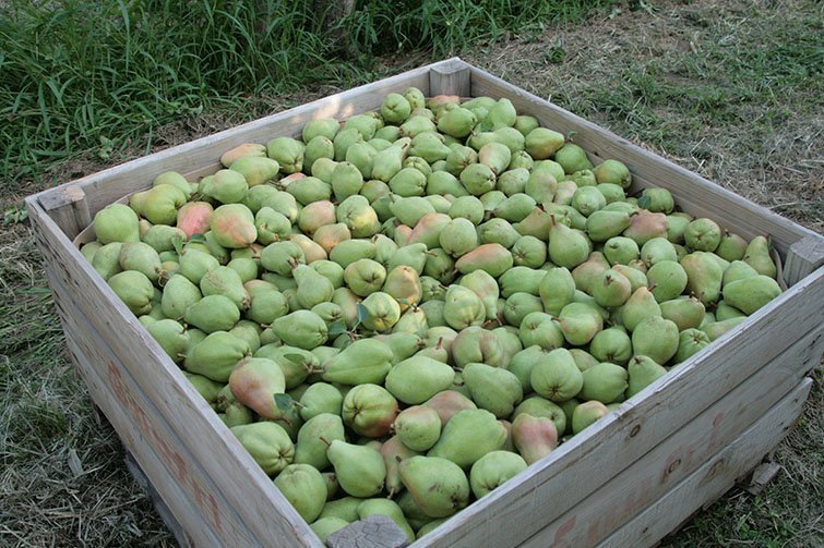 Fruita en una finca de lleida
