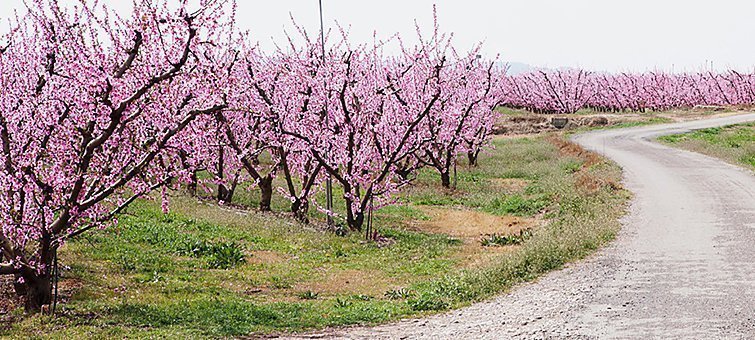 Paisatge dels arbres florits en la temporada de la floració a Aitona 1