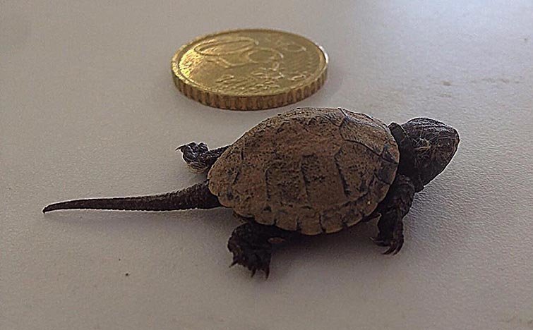 Tortuga estany 2