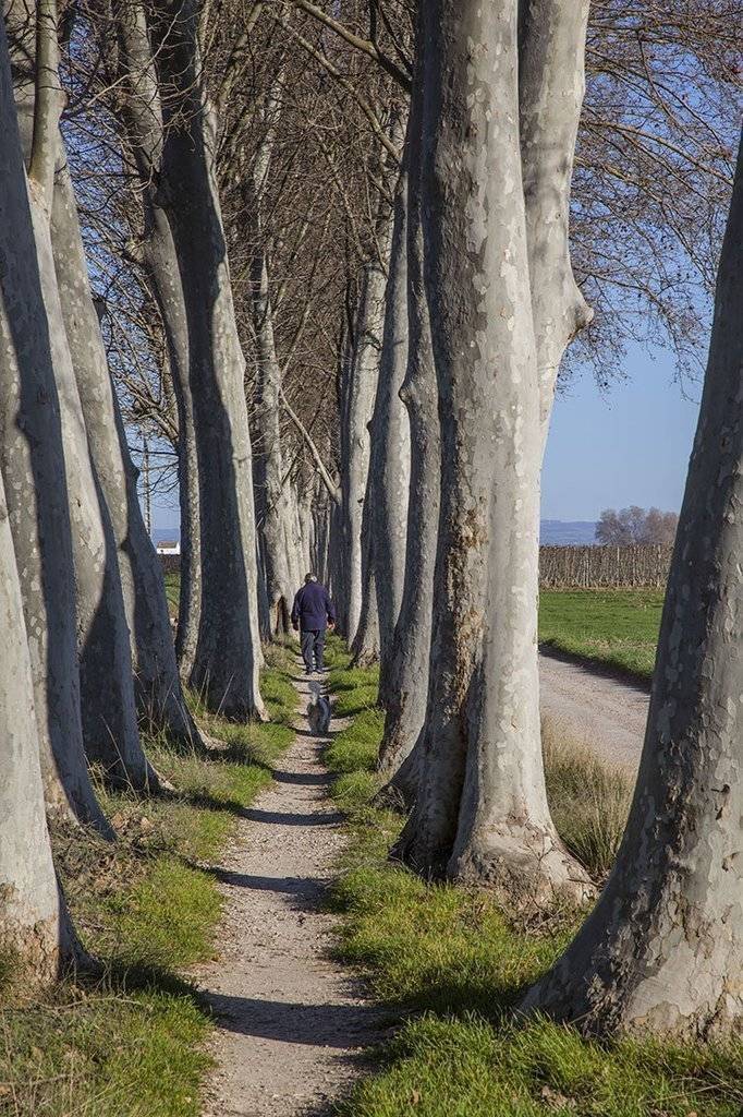 La banqueta de la tercera séquia al terme de Mollerussa