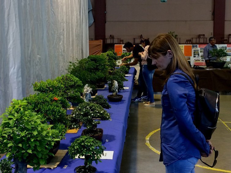 Taller de bonsais en Firacamp de Miralcamp