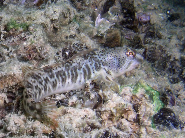 Mollerussa espècies protegides peix bavosa