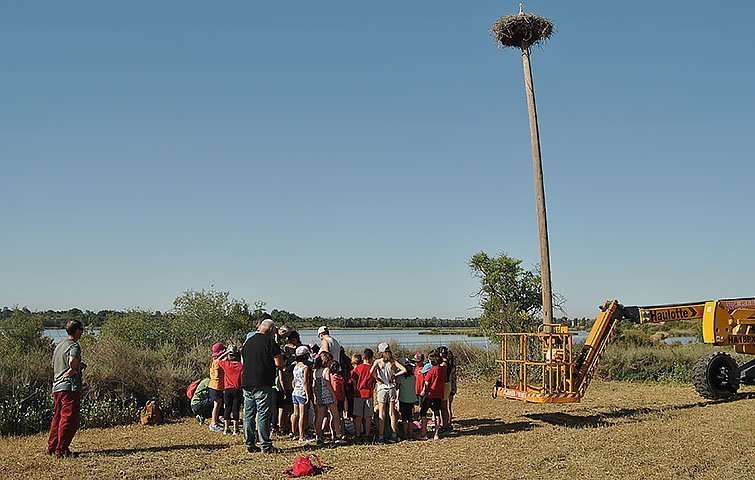 Anellament de polls de cigonya a l'estany amb l'escola Mª de Déu de l'Horta d'Ivars 1 texte