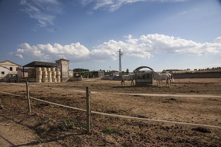 INS Mollerussa Perforació Hipica cavalls